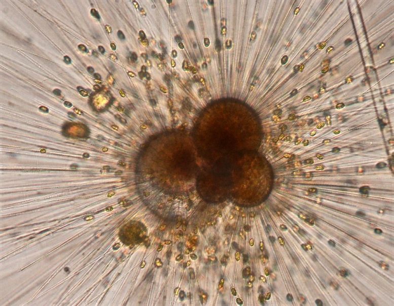 Living Foraminifera