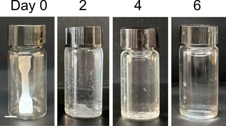 Living Plastic Degradation Over Six Days