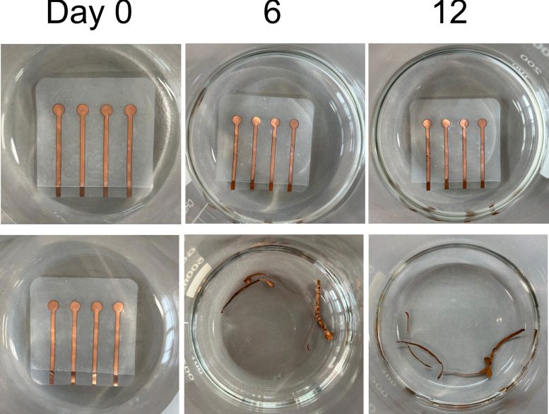 Living Plastic Degradation Over Twelve Days