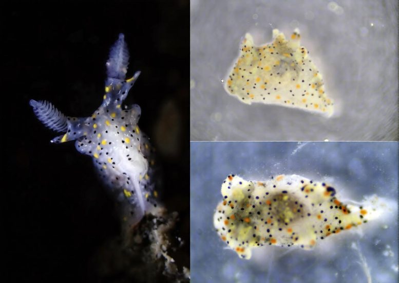 Living Specimens of Thecacera sesama