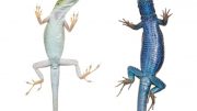 Lizards With Sticky Toepads