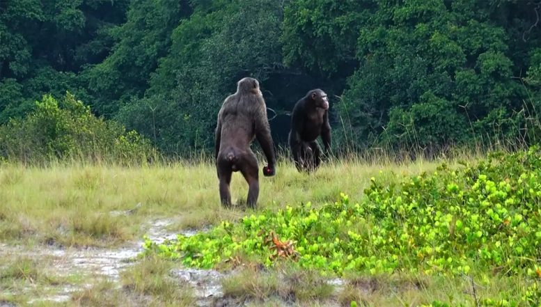 Loango Chimpanzee Project in Gabon