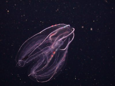 Stunning Diversity of Comb Jellies Revealed Through Genetic Probes