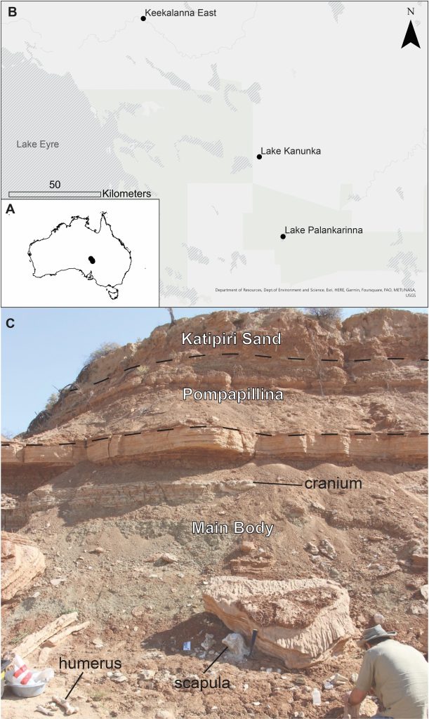 Location of the Skeletal Remains Ambulator keanei