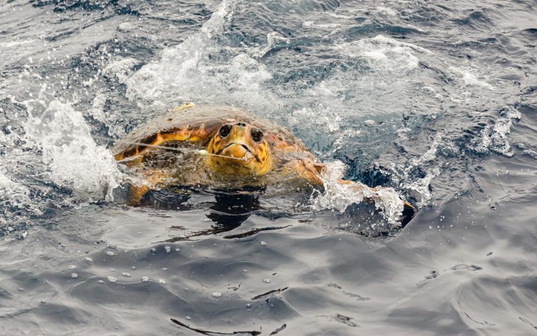 Loggerhead Sea Turtle Caught During Longline Tuna Fishing