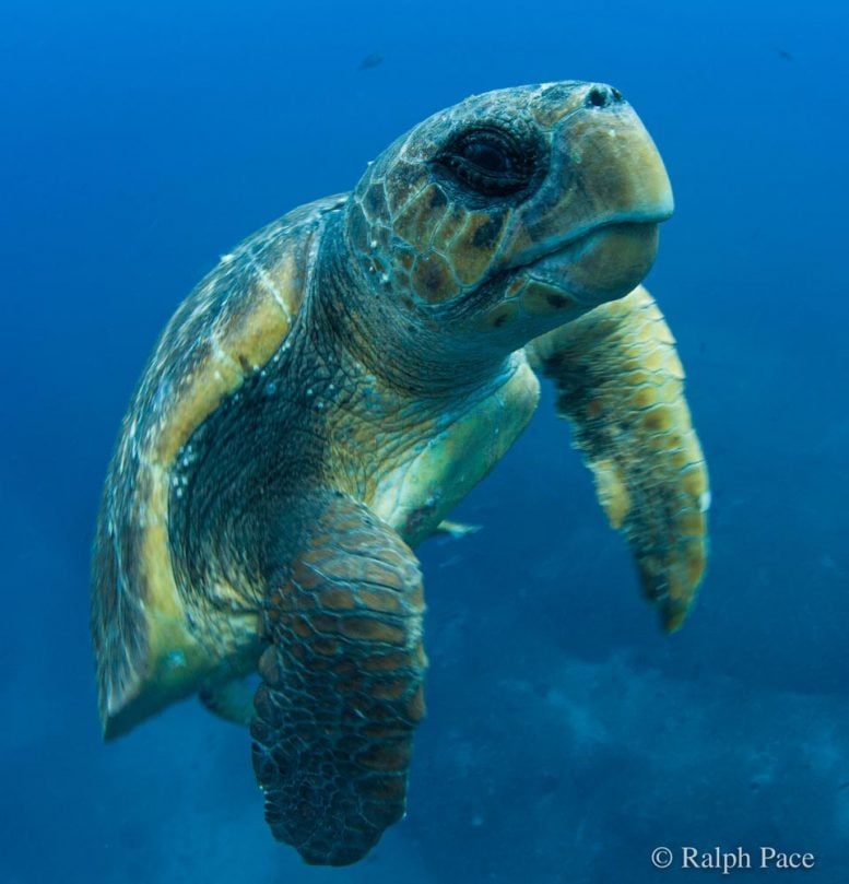 Loggerhead Sea Turtle Swimming