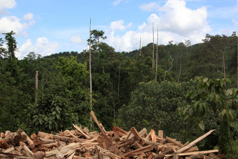 Logging Extraction in Bornean Rainforest