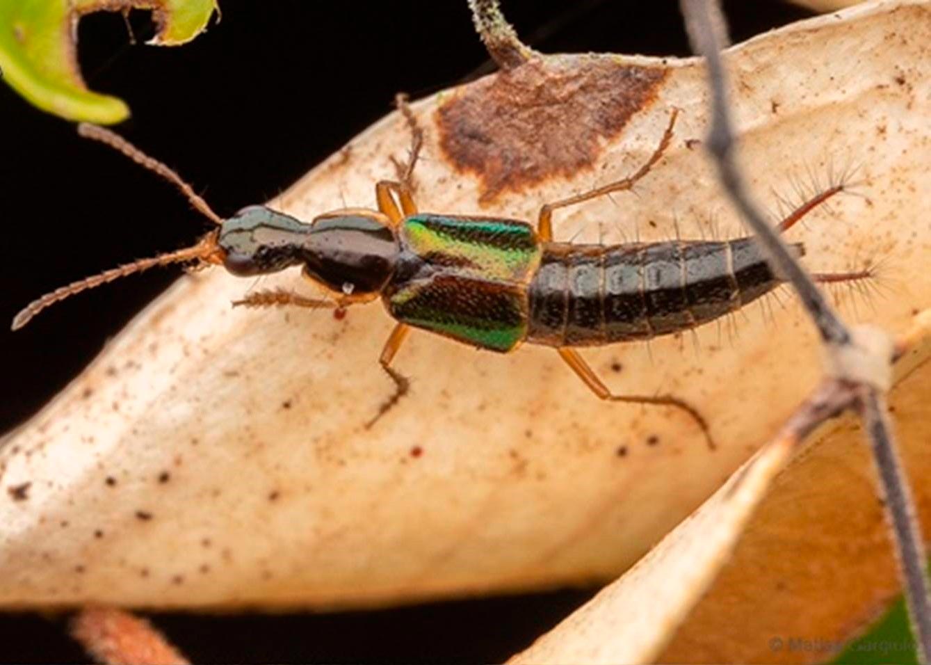 Beetle With Bottle-Opener Genitalia Discovered