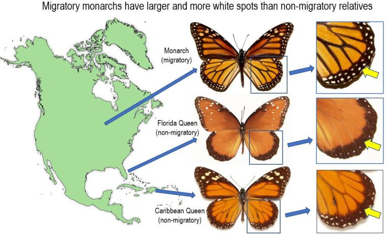 Long-Distance Migration Selects for Larger White Spots on Monarch Butterfly Wings