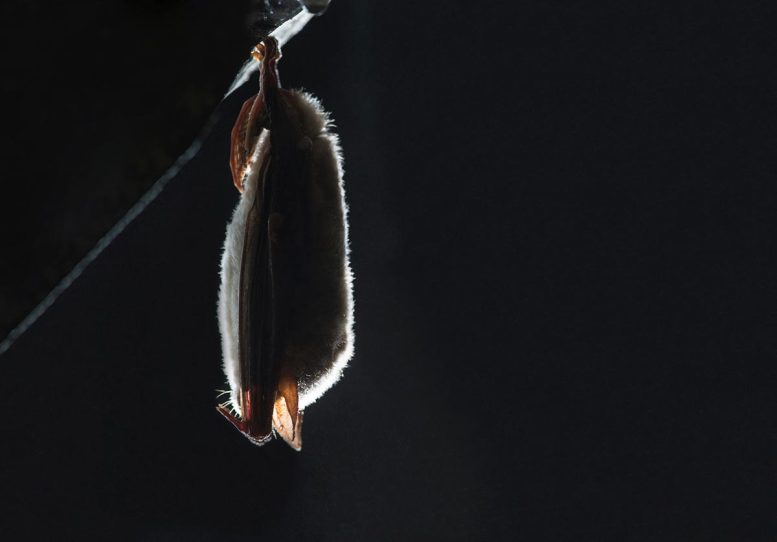 Long-Eared Myotis Bat