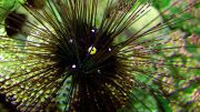 Long Spined Sea Urchin (Diadema antillarum)