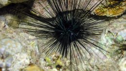 Long Spined Sea Urchin (Diadema antillarum) Caribbean