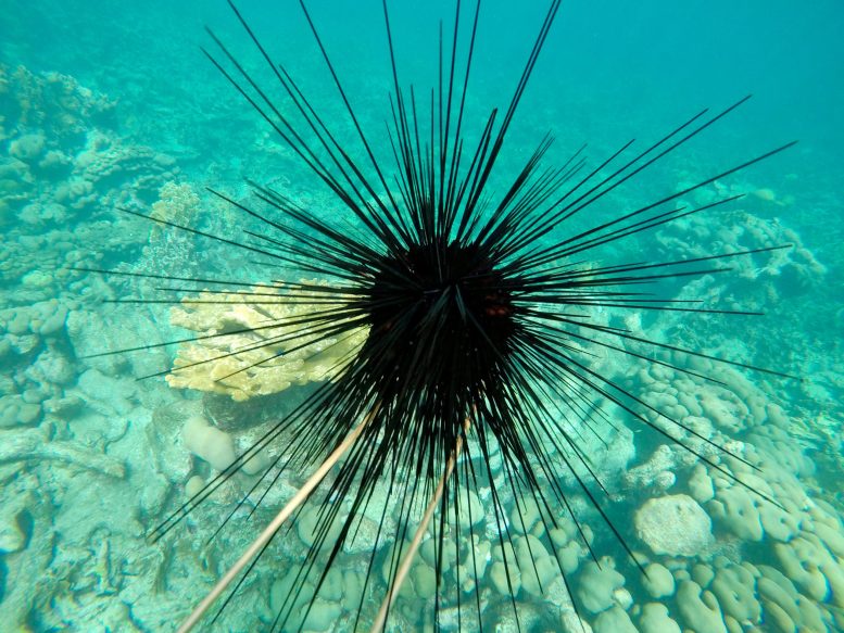 Long-Spined Sea Urchin in Caribbean