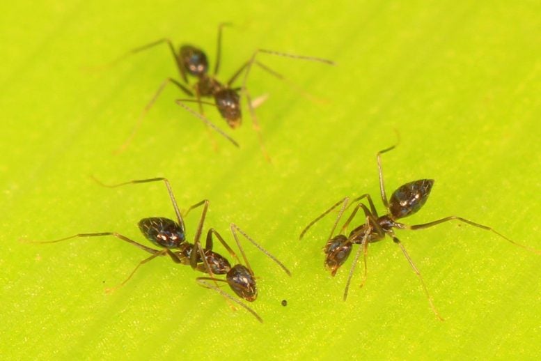Longhorn Crazy Ants