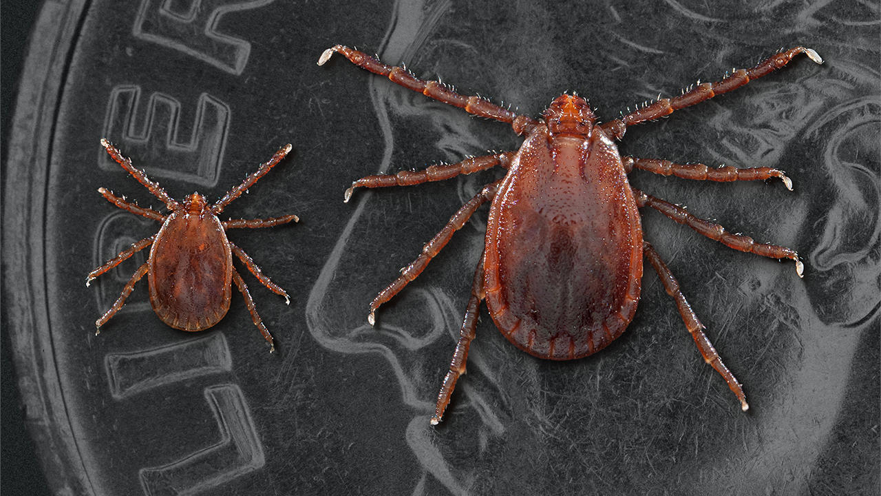 Longhorned Ticks