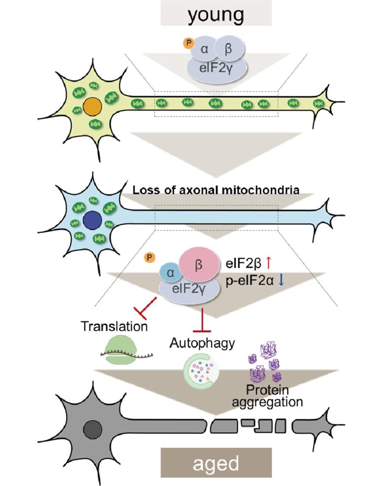 Perdita di mitocondri assonali e invecchiamento neuronale