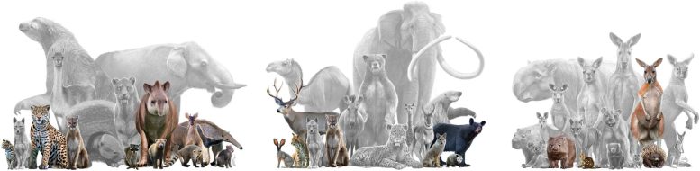 Lost Mammal Diversity