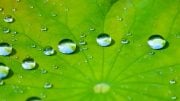 Lotus Leaf Water Drops