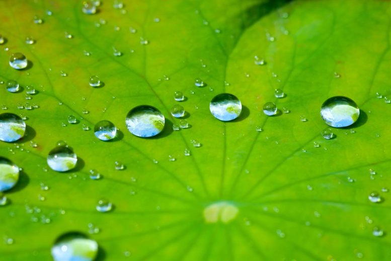 Lotus Leaf Water Drops