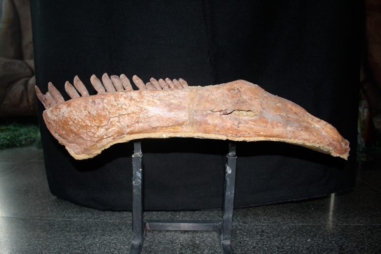 Lower Jaw and Two Vertebrae Linked Together
