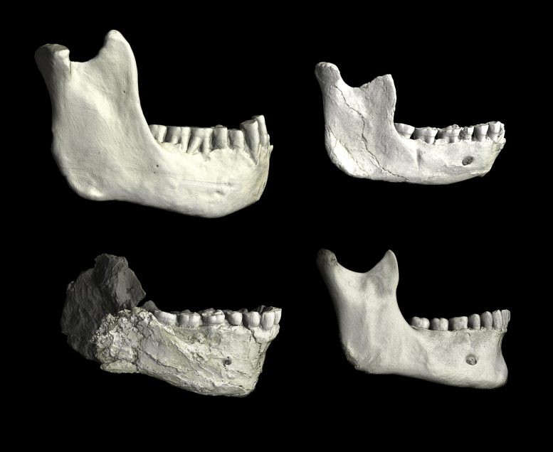 Lower Jaws From North Africa