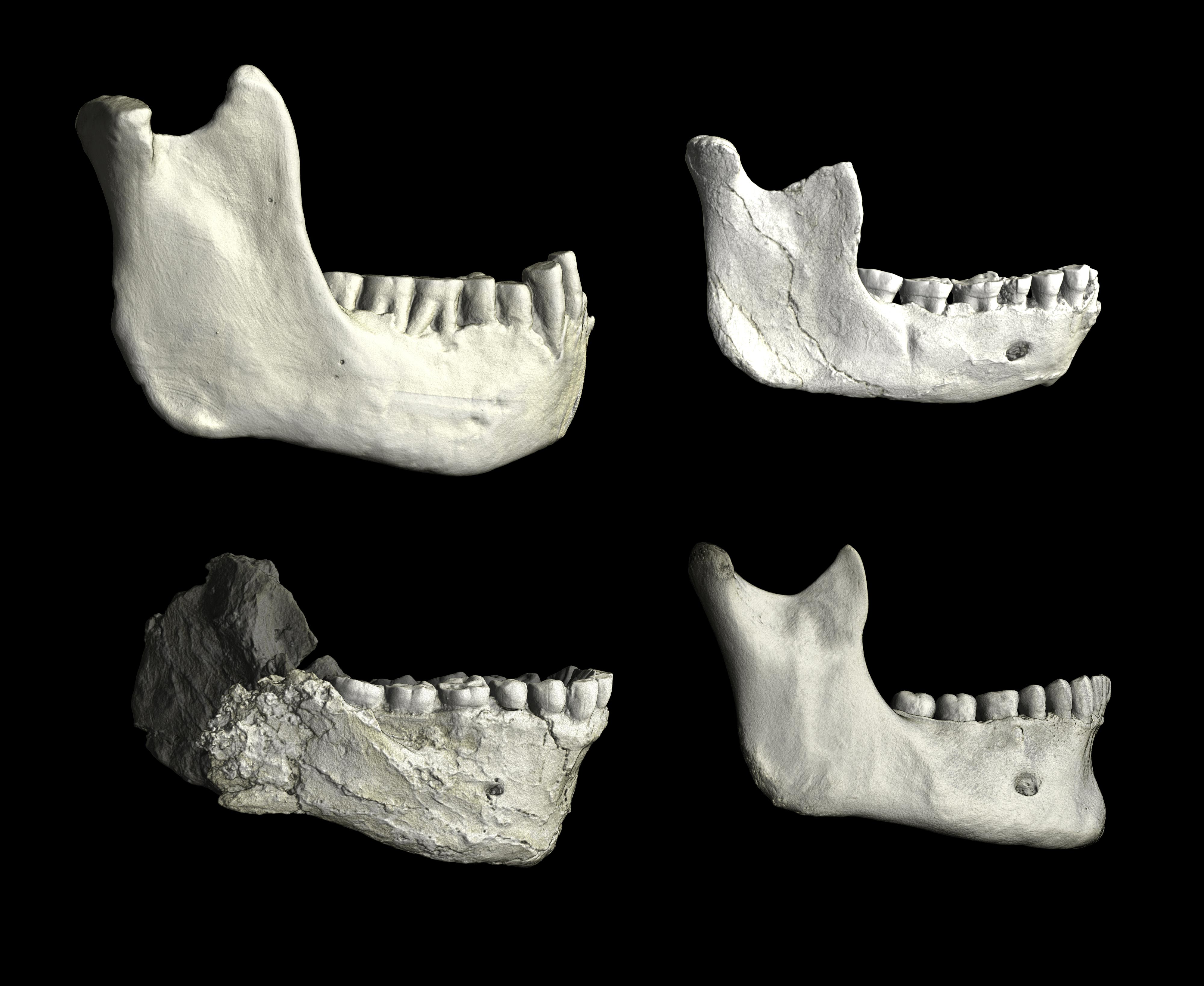 Lower Jaws From North Africa