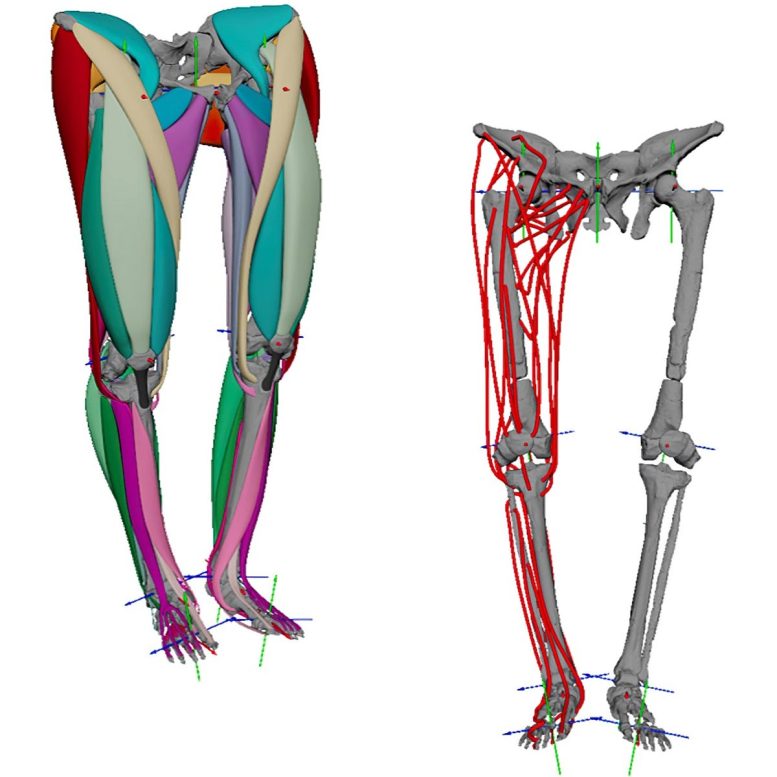 Lucy 3D Muscle Model