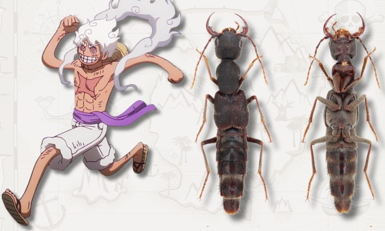 Luffy D. Monkey Next to Luffy Nika