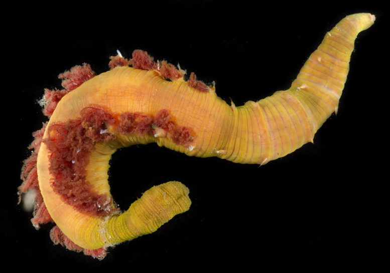 Lugworm (Arenicola) With External Gills
