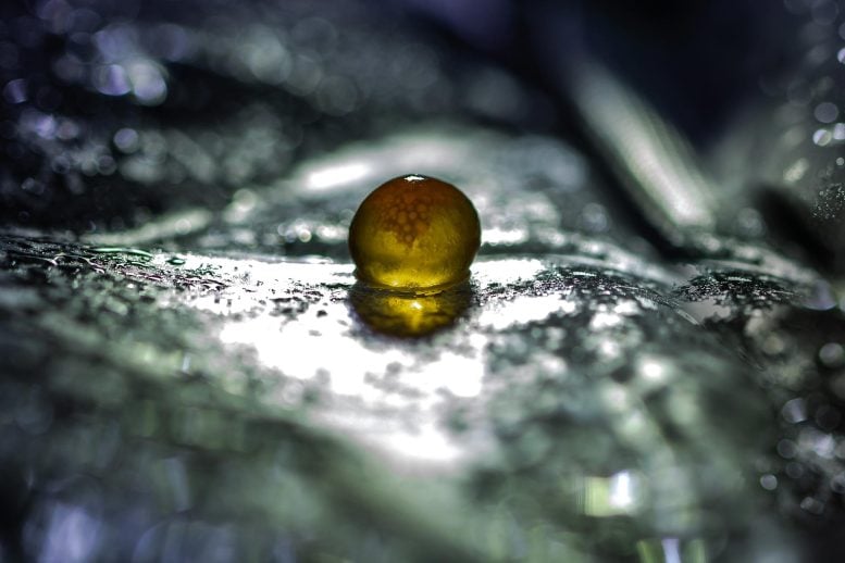 Luminous Sphere Transparent Shell Fish Egg Crop