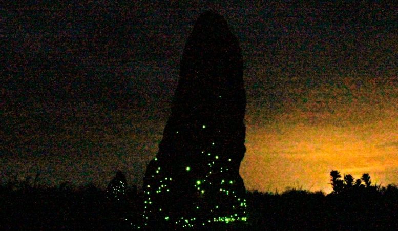 Luminous Termite Mound in Emas National Park