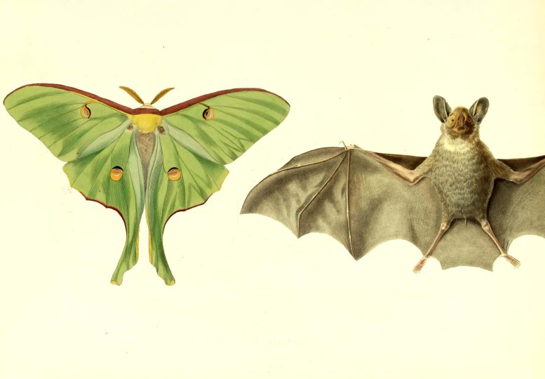 Luna Moths Use Tails for Bat Evasion