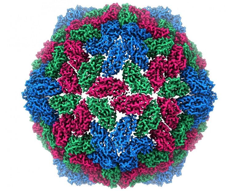 Luteo Virus
