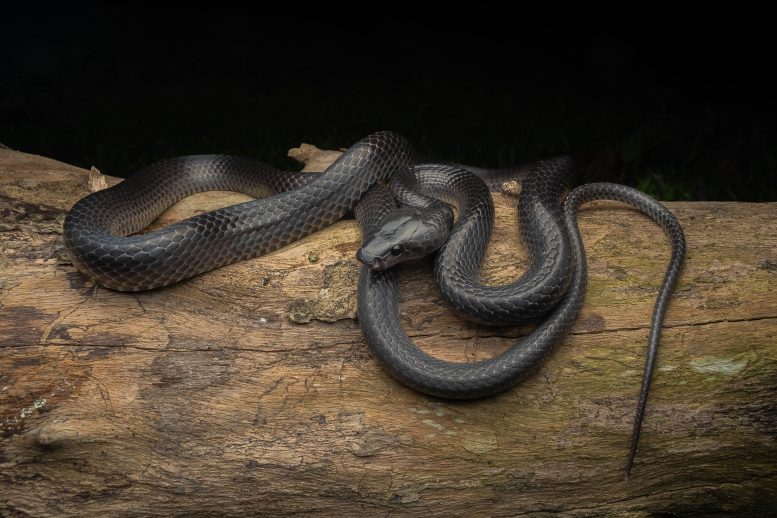 Lycodon irwini Log