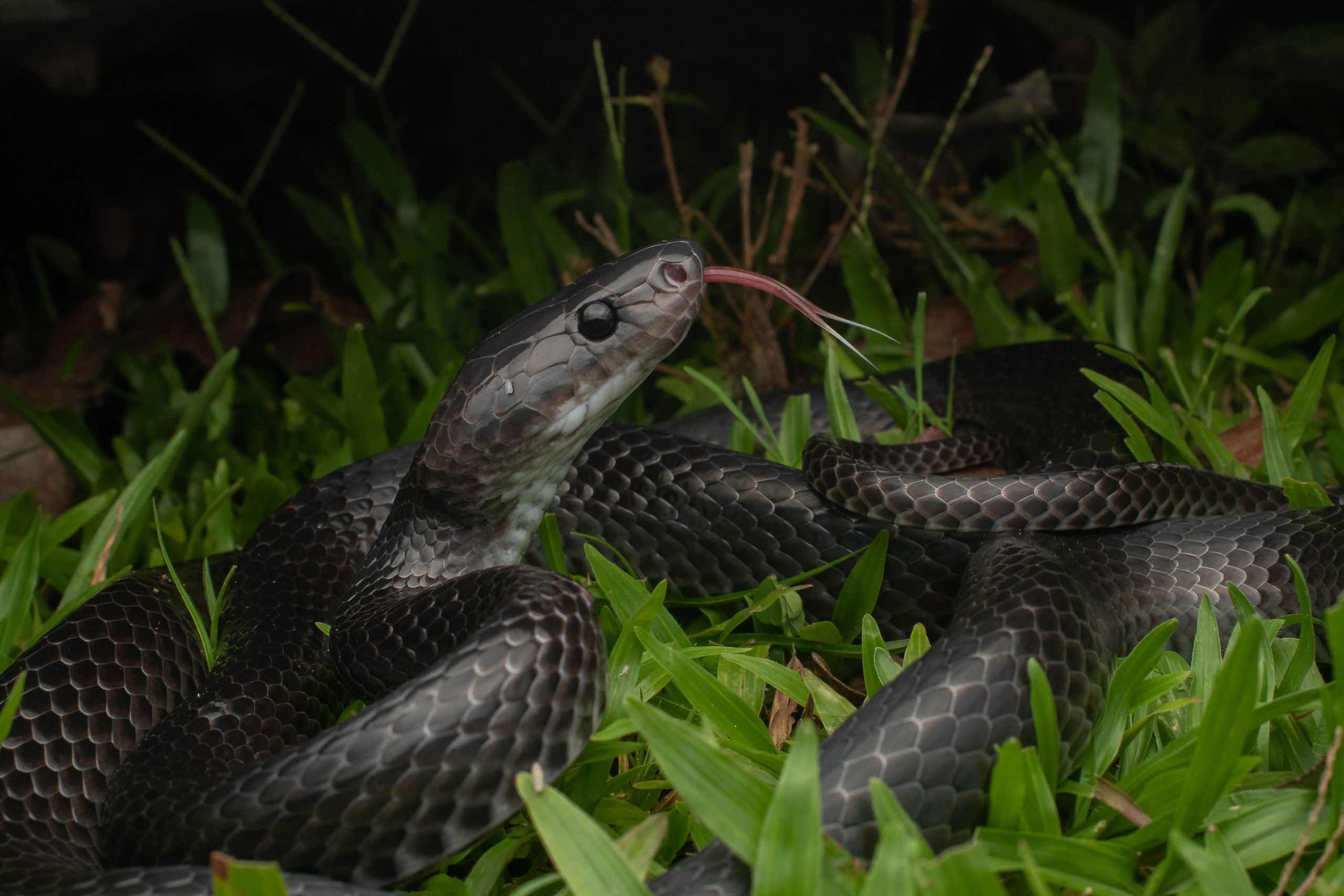 Scientists Discover Unusual New Snake Species on Remote Island
