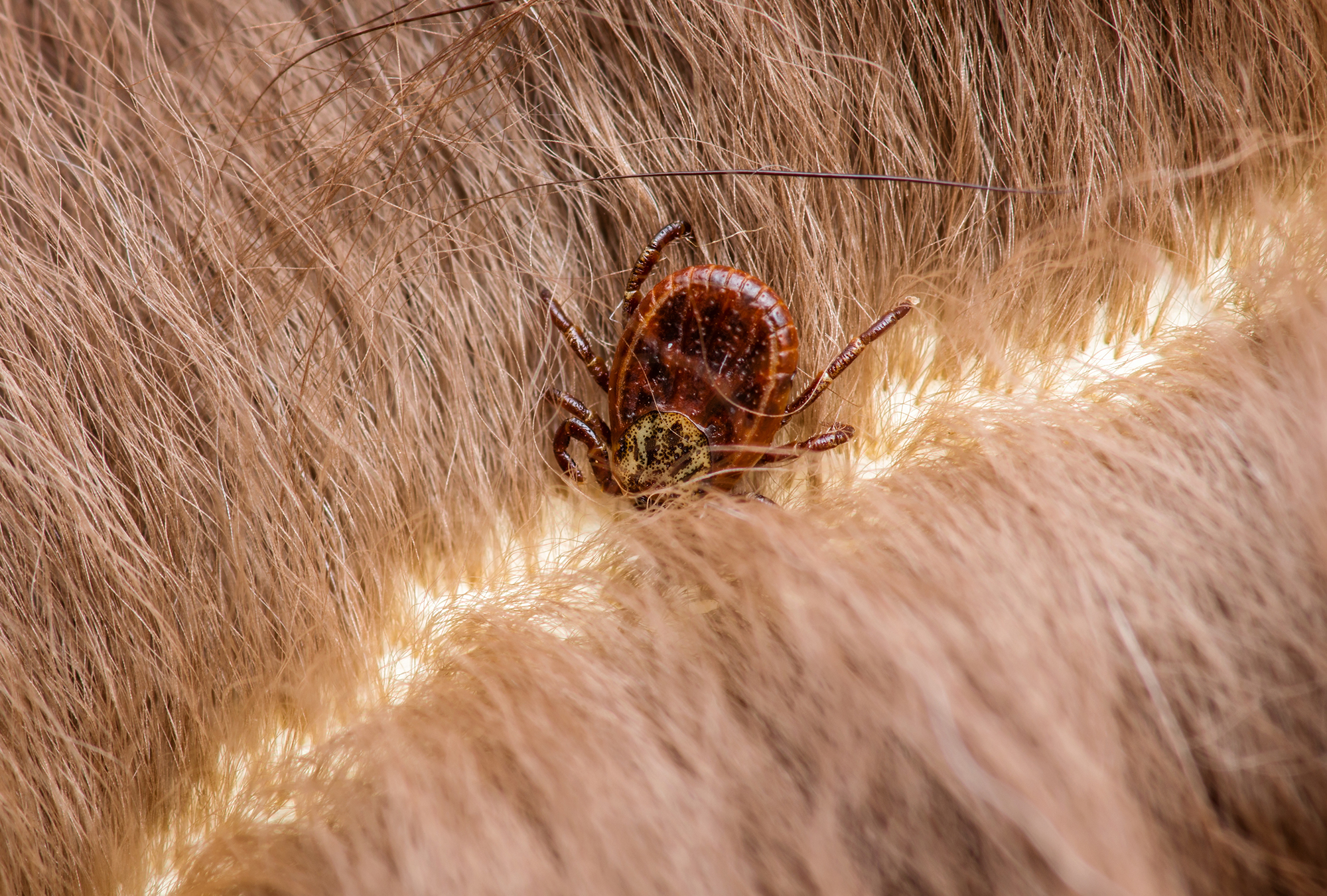Lyme Disease Infected Tick