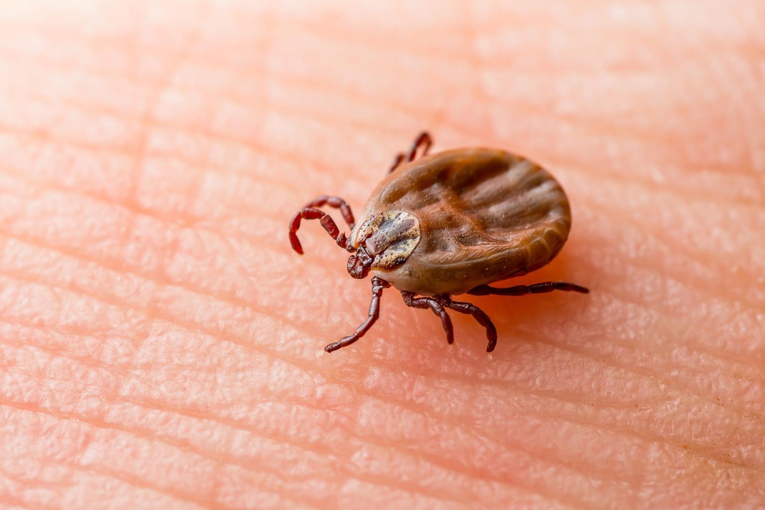 Scientists Uncover Hidden Bacterial “Skeletons” Behind Lingering Lyme Disease Symptoms-This is not Adam Shiff