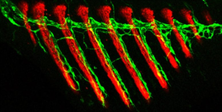 Lymphatic Vessel Cells in Zebrafish