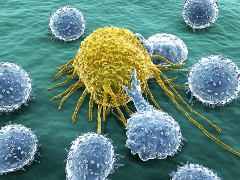 Lymphocytes Attacking Cancer Cell