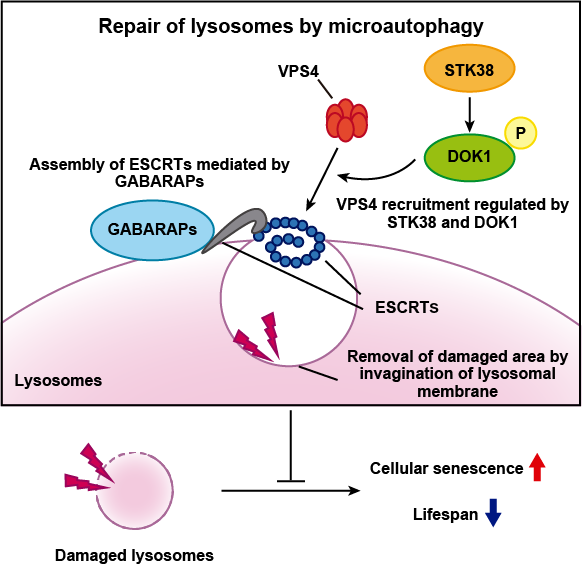 Lysosomes Are Repaired by ESCRT Driven Microautophagy Overview Graphic