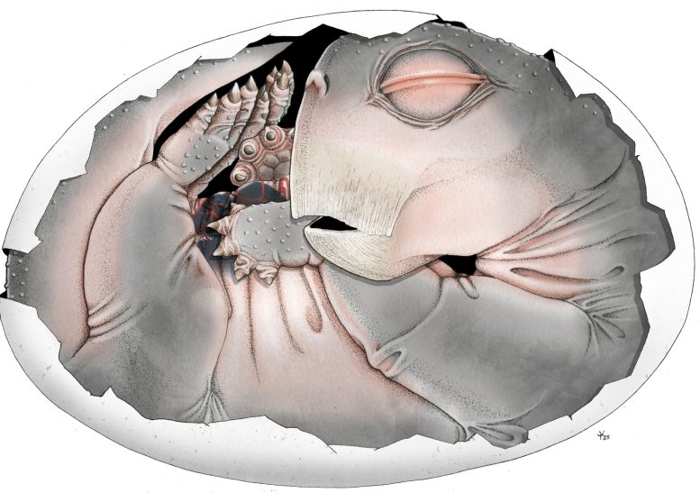 Lystrosaurus Embryo Within Its Partially Preserved Shell