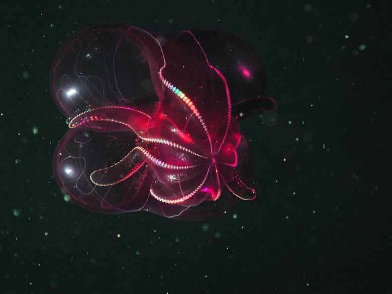 MBARI Undescribed Comb Jelly (Lampocteis sp)