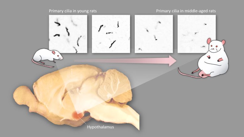 Le ciglia MC4R+ nel cervello dei topi si accorciano con l'età
