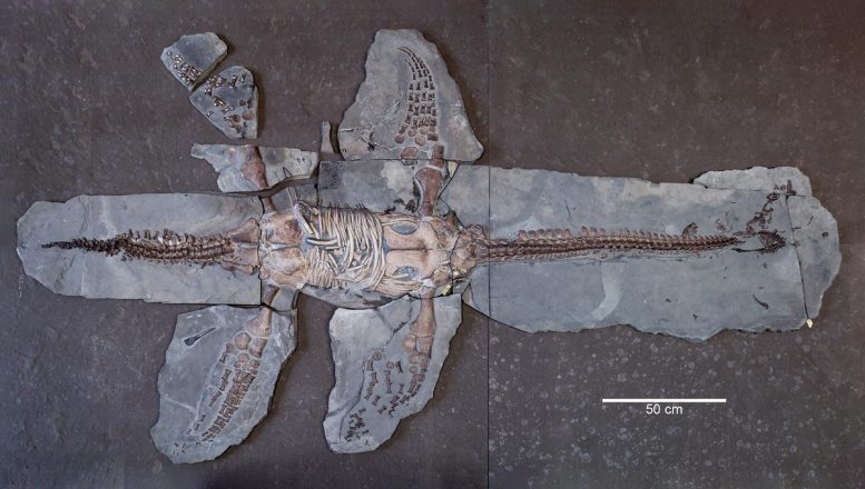 MH 7 Skeleton Ventral View