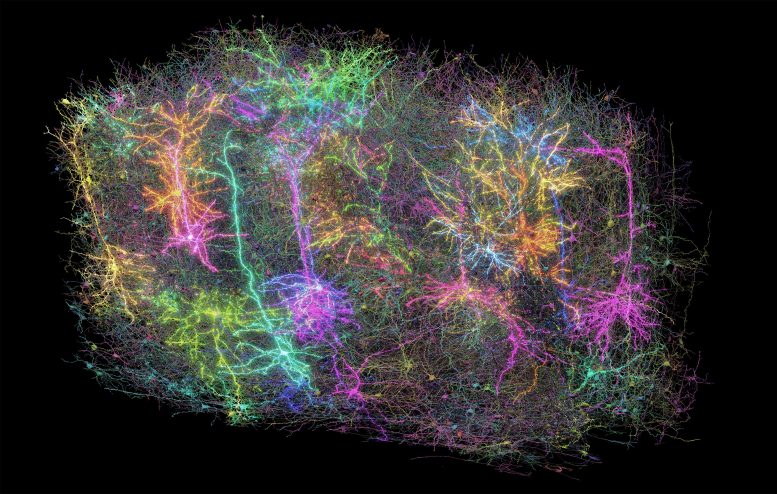 MICRONS Project Brain Cells Black