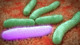MIT Chemical Engineers Boost Bacteria’s Productivity