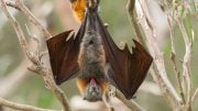 MIT Engineers Reveal How Hairy Tongues Help Bats Drink