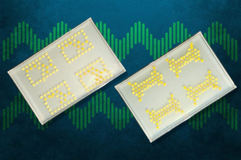 MIT Living Transistors