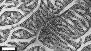 MIT Scientists Create Predictable Patterns from Unpredictable Carbon Nanotubes