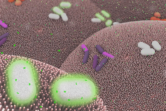 MIT Scientists Develop Basic Computing Elements for Bacteria